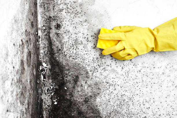 Why You Should Choose Our Mold Remediation Services in Florida City, FL